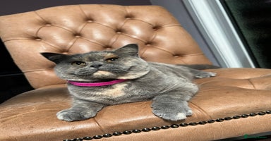 British Shorthair cats - Advert 11