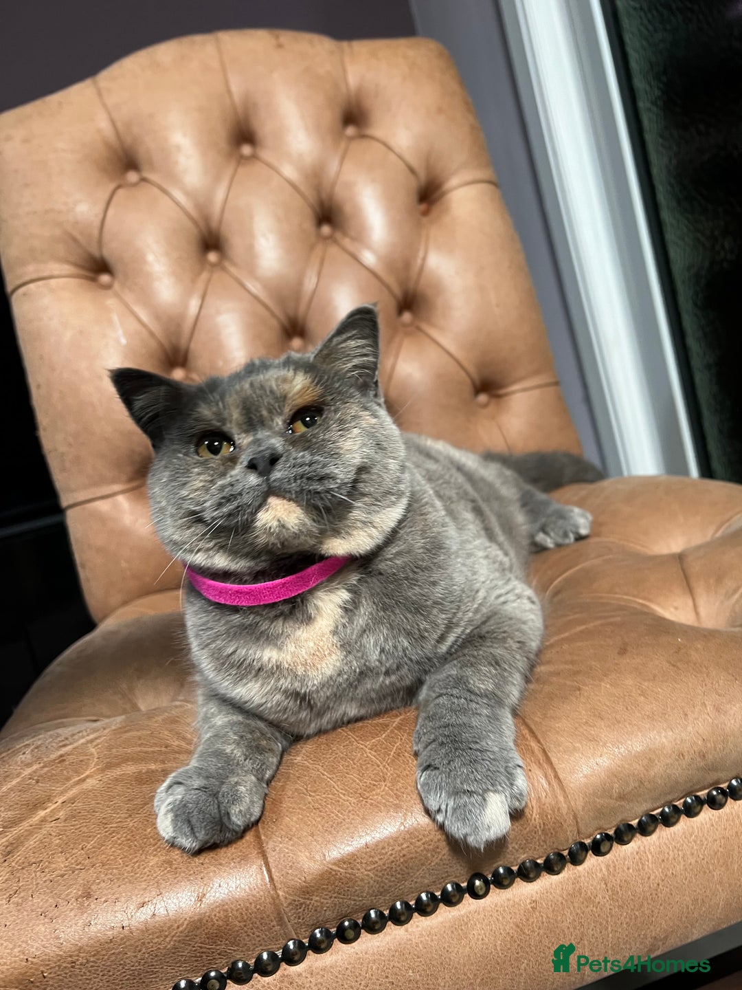 British Shorthair cats for sale: British Shorthair & British Longhair Kittens  - Image 4