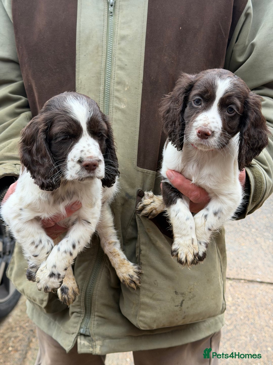 Cocker Spaniel dogs for sale: Working Cocker Spaniel Puppies - Advert 2