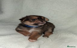 Mixed Breed dogs for sale: Yorkshire Terrier x Pomeranian Puppys - Advert 32