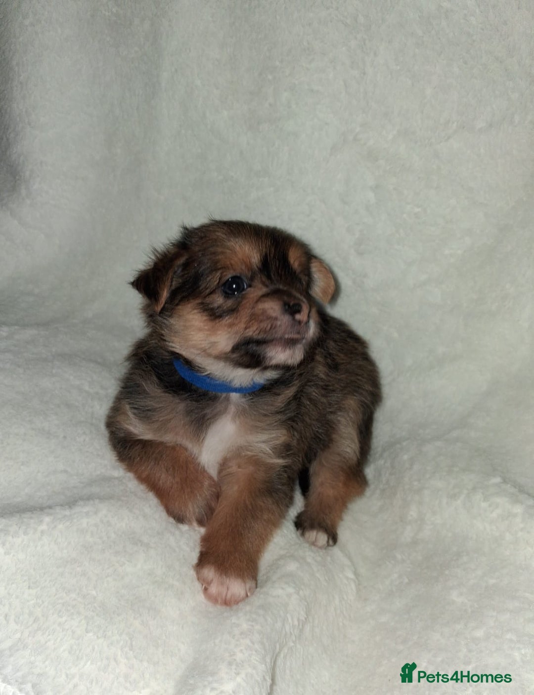 Mixed Breed dogs for sale: Yorkshire Terrier x Pomeranian Puppys - Advert 32