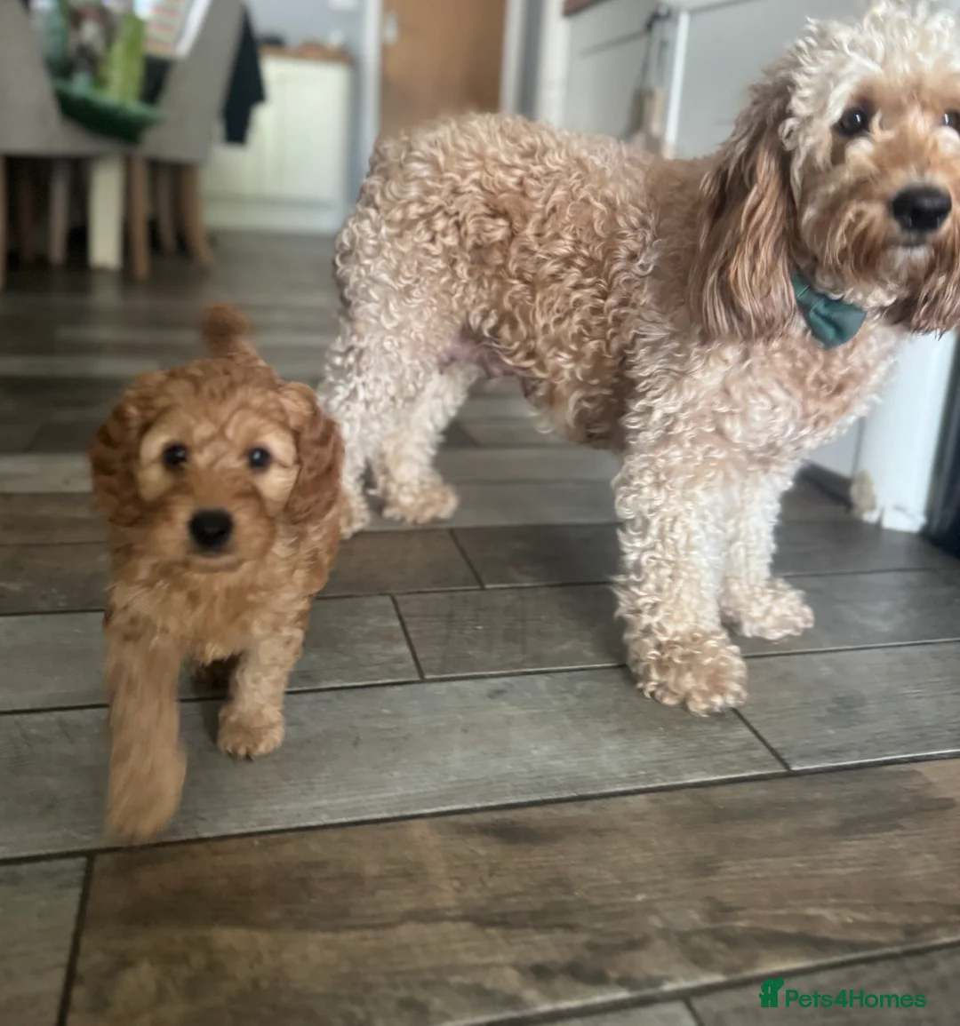 Cockapoo dogs for sale: Cockapoo Puppy  - Advert 2