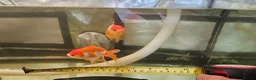 Fancy Goldfish fish for sale: Two Fancy Goldfish in Stroud - Advert 5