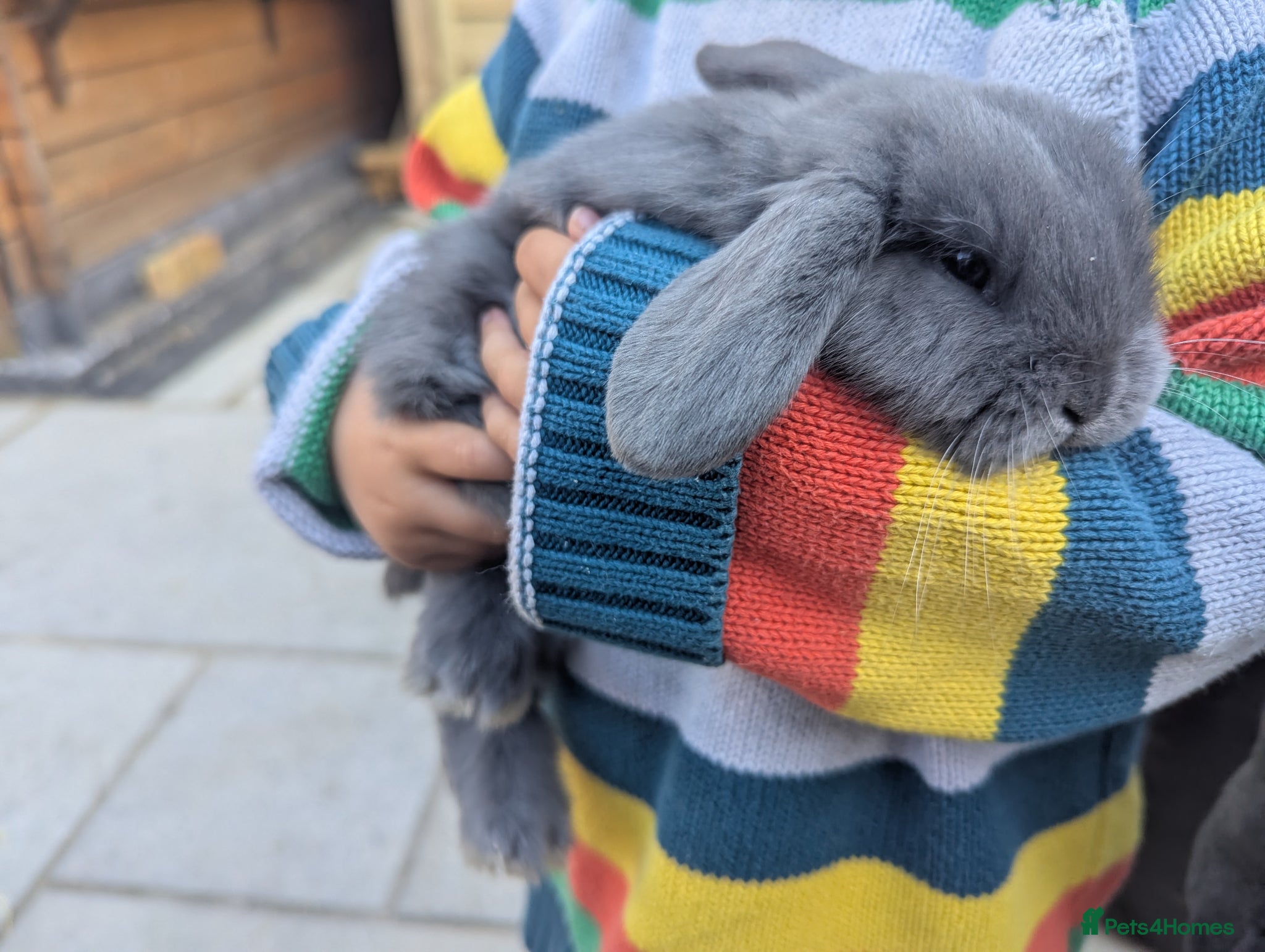 French Lop rabbits Beautiful French lop/Mini lop - Advert 12
