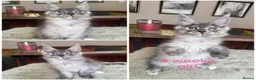 Maine Coon cats for sale: Stunning Mainecoon kittens  - Advert 3