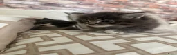 Mixed Breed cats for sale: Two kittens from our family pet  in Turriff - Advert 8