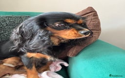 Cavapoo dogs for sale: Beautiful healthy Cavapoo’s d.o.b 22/08/25 - Image 25