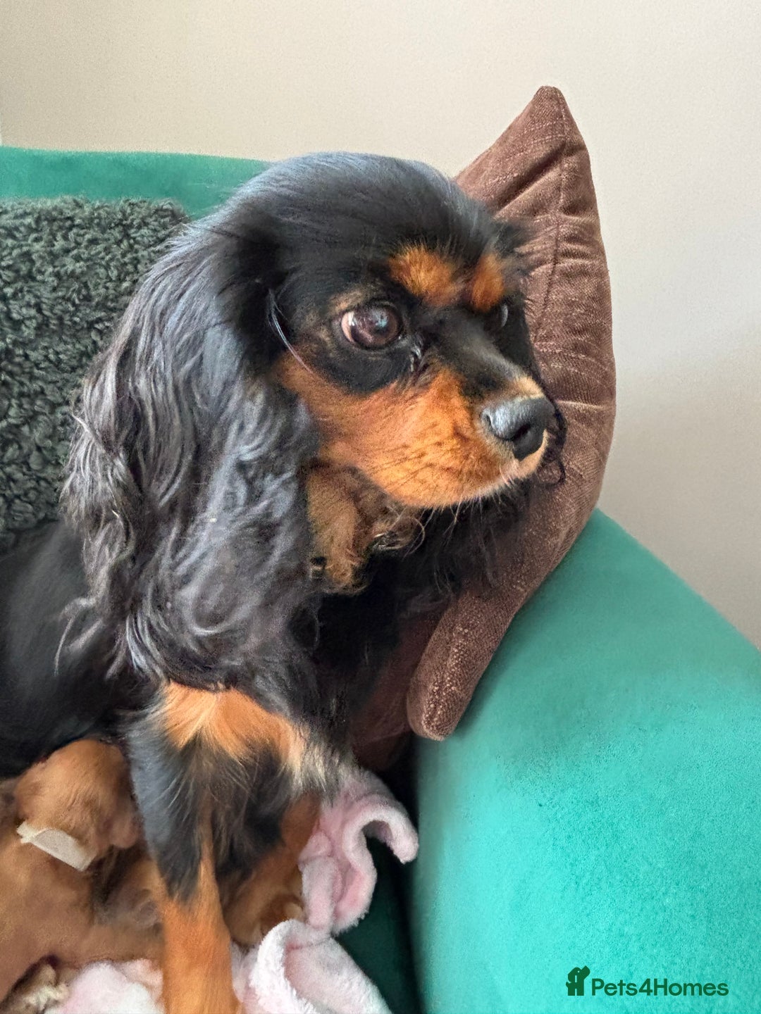 Cavapoo dogs for sale: Beautiful healthy Cavapoo’s d.o.b 22/08/25 - Image 25