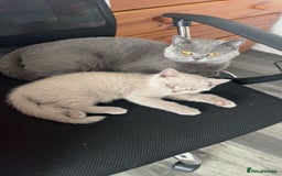 British Shorthair cats for sale: Lilac Girl British Shorthair - Image 6