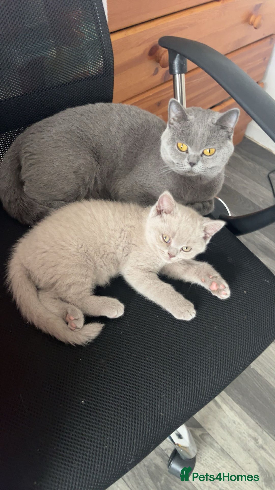 British Shorthair cats for sale: Lilac Girl British Shorthair - Image 6