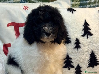 Bernedoodle dogs 1 boy Mini bernedoodle puppies for sale - Advert 17