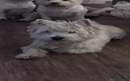 West Highland Terrier dogs for sale: !!CHAMPION LINES!! West highland terriers  - Image 10
