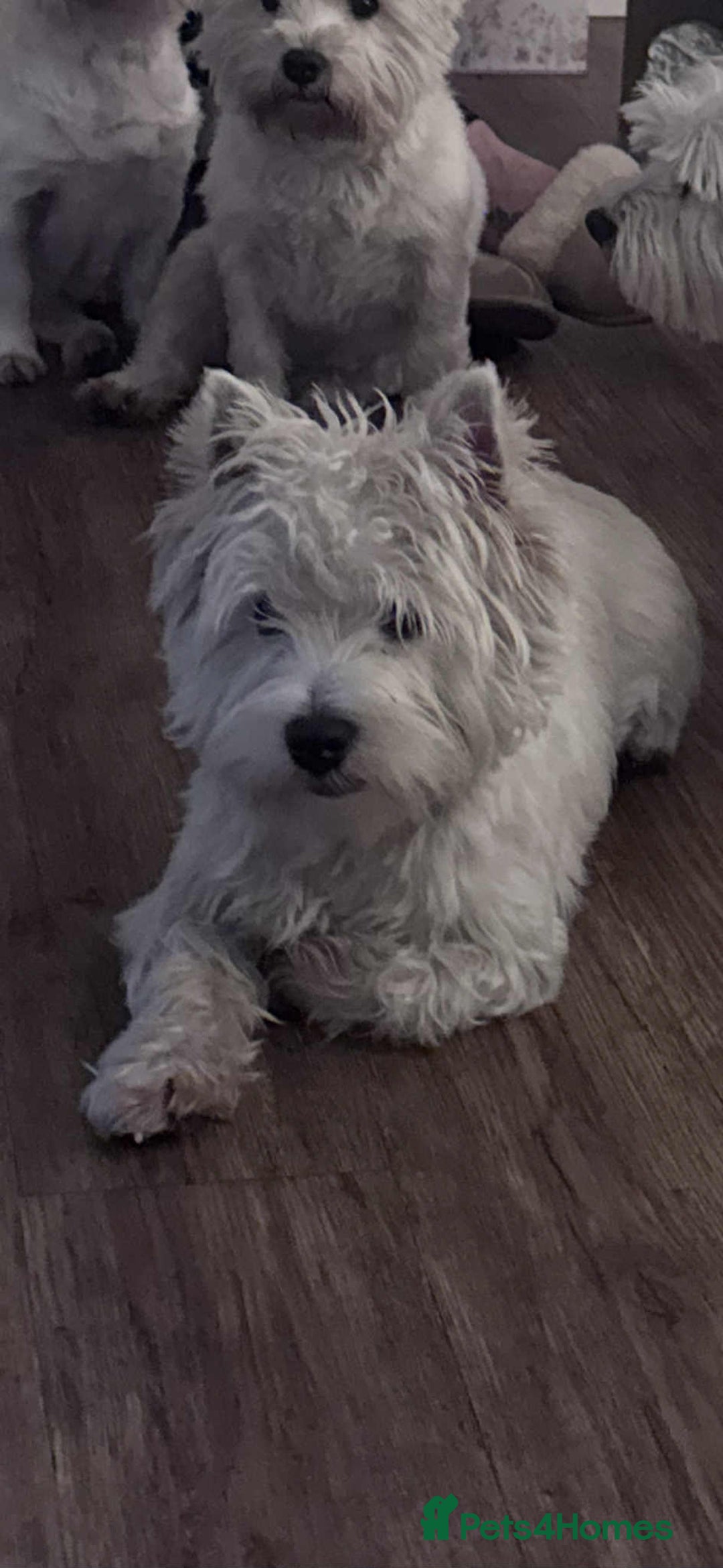 West Highland Terrier dogs for sale: !!CHAMPION LINES!! West highland terriers  - Image 10