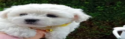 Bichon Frise dogs for sale: Bichon Frise (3 girls left ) - Advert 6