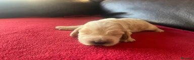 White and lemon Cocker Spaniel 6
