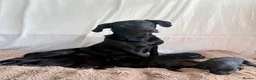 Labrador Retriever dogs for sale: Labrador Puppies - Advert 15