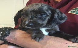 Cockerdor dogs for sale: Superb Quality Cockador Puppies, SHROPSHIRE  - Image 31