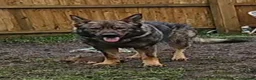 German Shepherd dogs for sale: Outstanding Pedigree German Shepherd Puppies - Advert 10