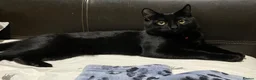 British Shorthair cats for sale: 3 year old male black cat in Bristol - Advert 2
