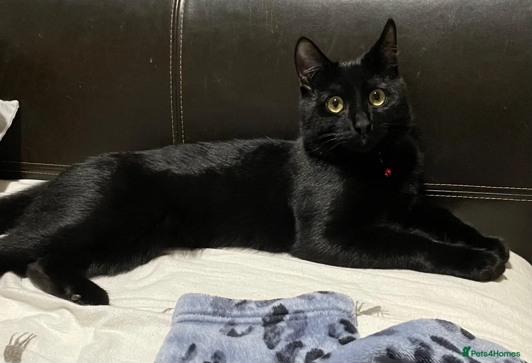 British Shorthair cats for sale: 3 year old male black cat in Bristol - Advert 2