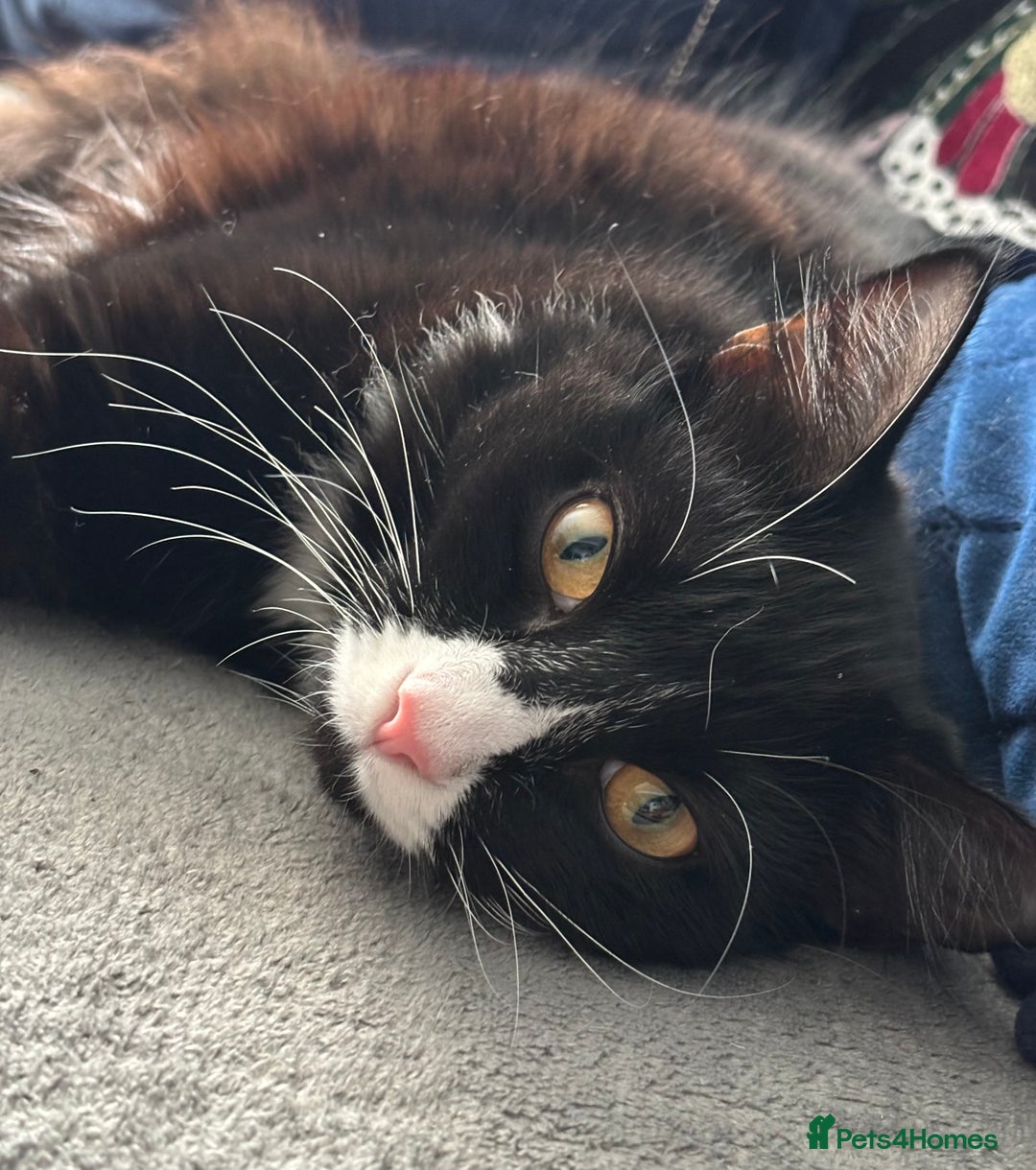 Domestic Shorthair cats for adoption: Bonded Pair  in Romford - Image 13