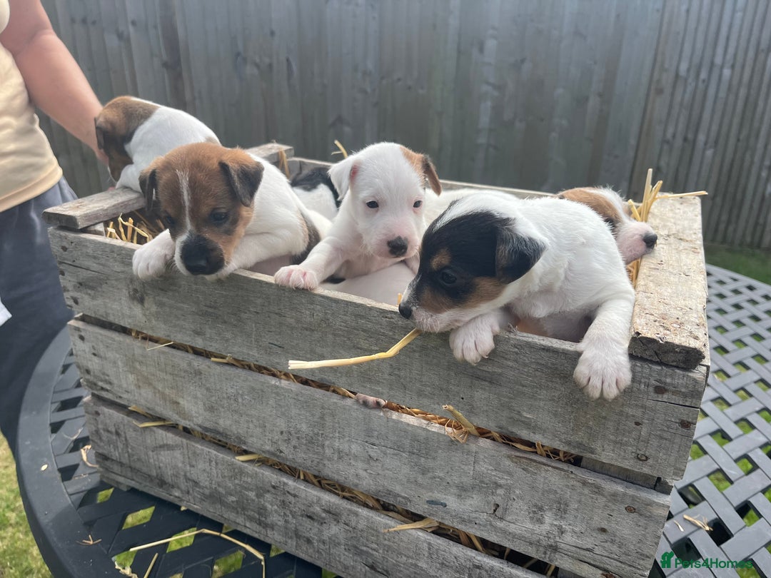 Jack Russell dogs for sale: Jack Russell puppies - Image 6