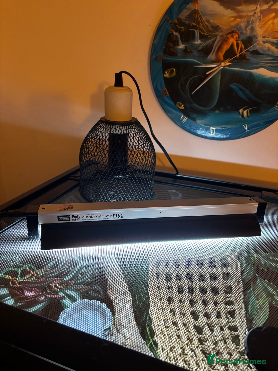 Gecko reptiles for sale: Male Mossy Gecko (Chahoua) - Advert 7