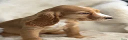 Cocker Spaniel dogs for sale: Stunning show cocker spaniel puppies   - Advert 16