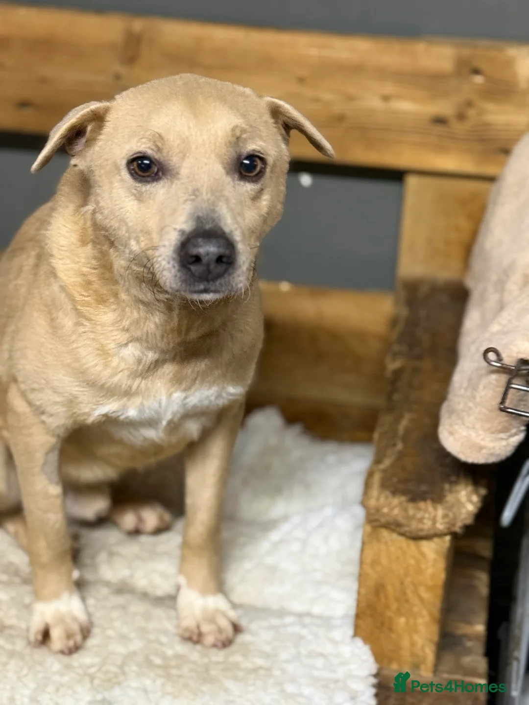 Mixed Breed dogs for adoption: Sweet Locky Looking for LOVE - Advert 5