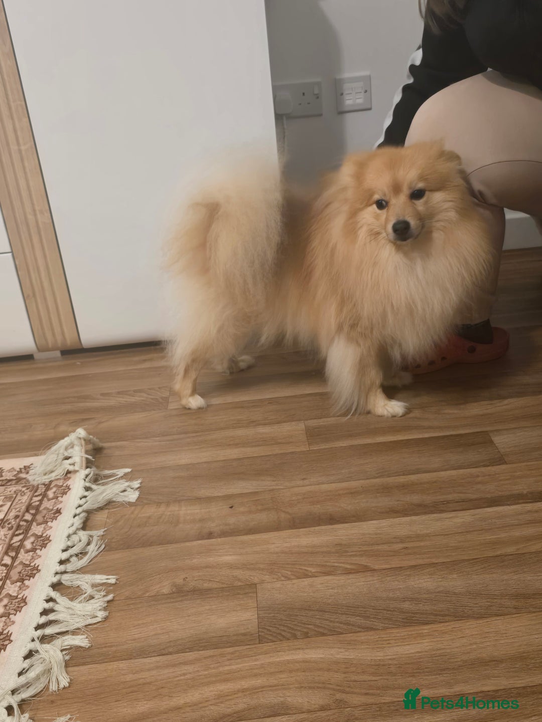 Pomeranian dogs for sale: 2 sweet little girl puppies - Advert 12