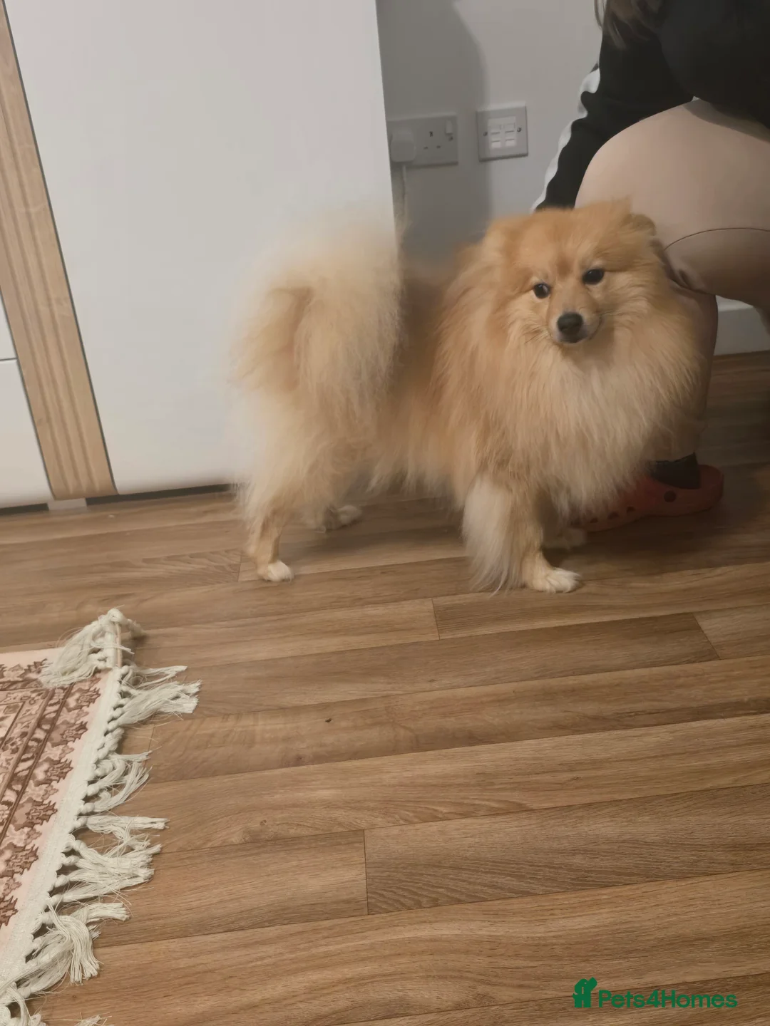 Pomeranian dogs for sale: Sold, sold 2 sweet little girl puppies - Advert 12