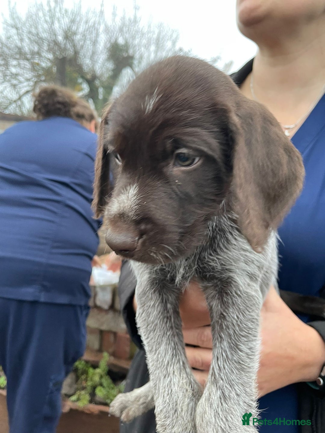 Mixed Breed dogs for sale: German pointer griffen pointer cross - Advert 8