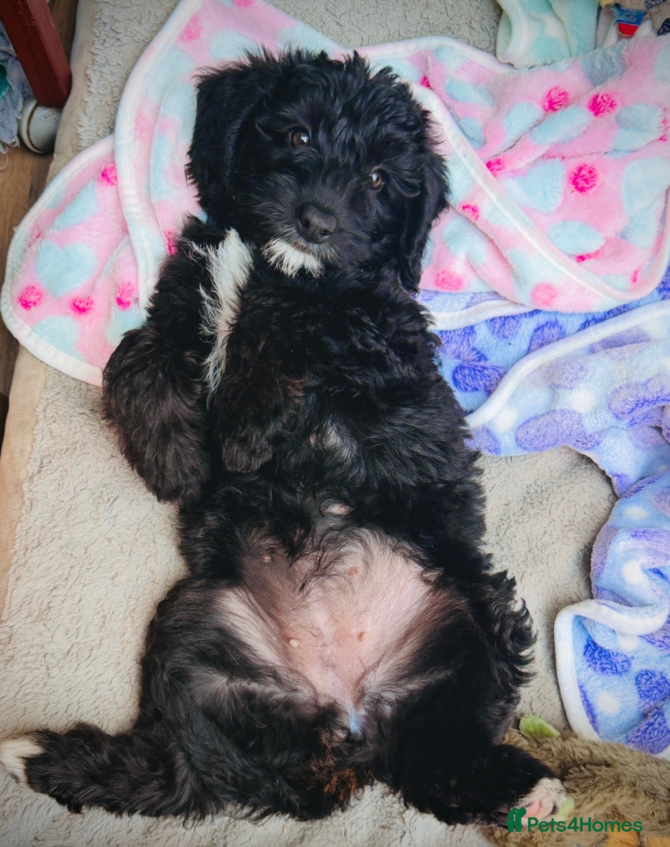 Bordoodle dogs F1b Bordoodle (Colliepoo) Puppies (not Cockapoo) - Advert 2