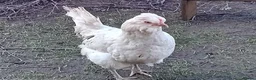 Chickens poultry for sale: Emerald Sapphire Blue Egg Layer Chicks for Sale - Advert 12