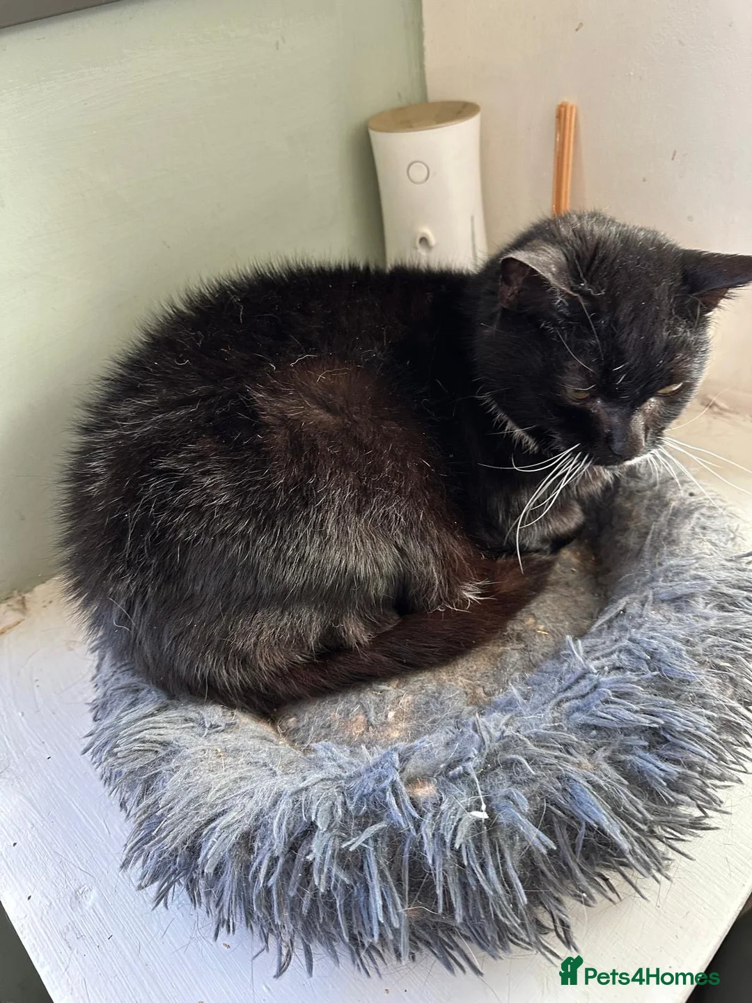 Mixed Breed cats for sale: Cats  **  in Cheadle - Advert 13