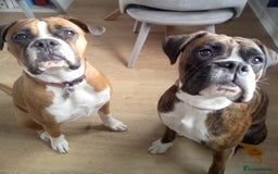 Boxer dogs for sale: Female dog for sale - Image 1