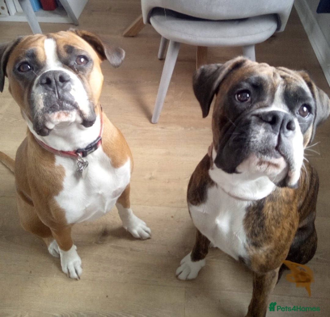 Boxer dogs for sale: Female dog for sale - Image 1