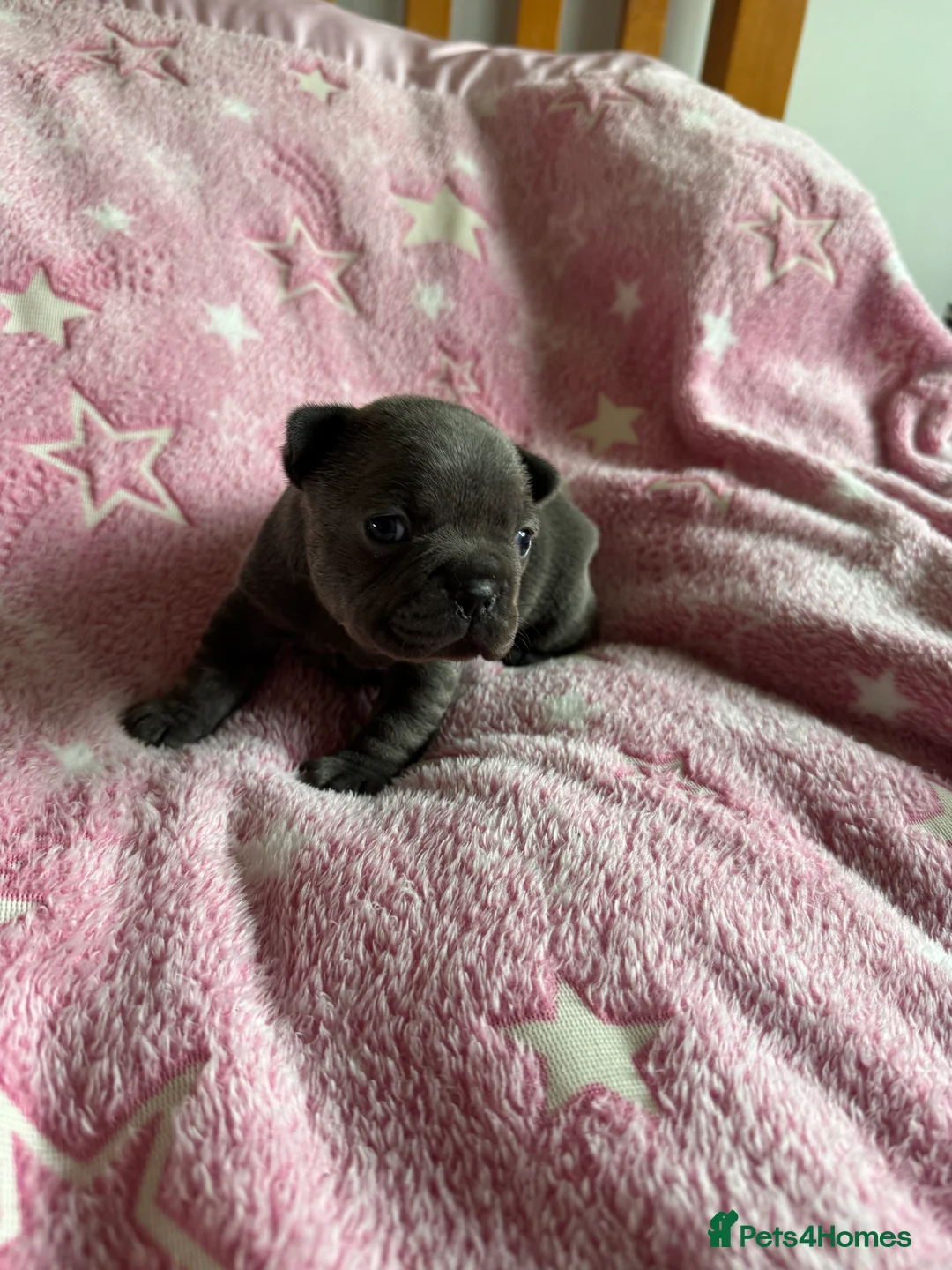 French Bulldog dogs for sale: French Bulldog Puppies – Loving Family Homes Only - Advert 8