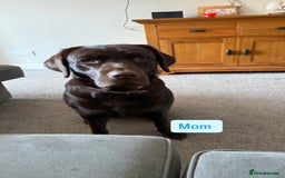 Labrador Retriever dogs for sale: Litter of 9 Labrador puppies for sale  - Image 2