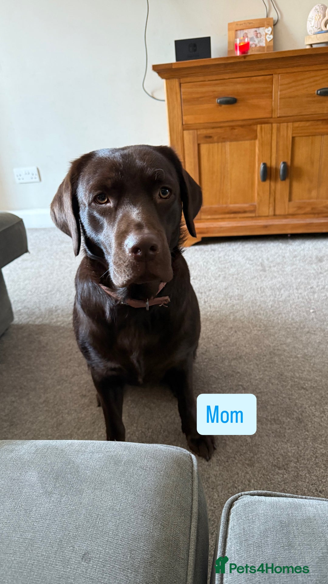 Labrador Retriever dogs for sale: Litter of 9 Labrador puppies for sale  - Image 2