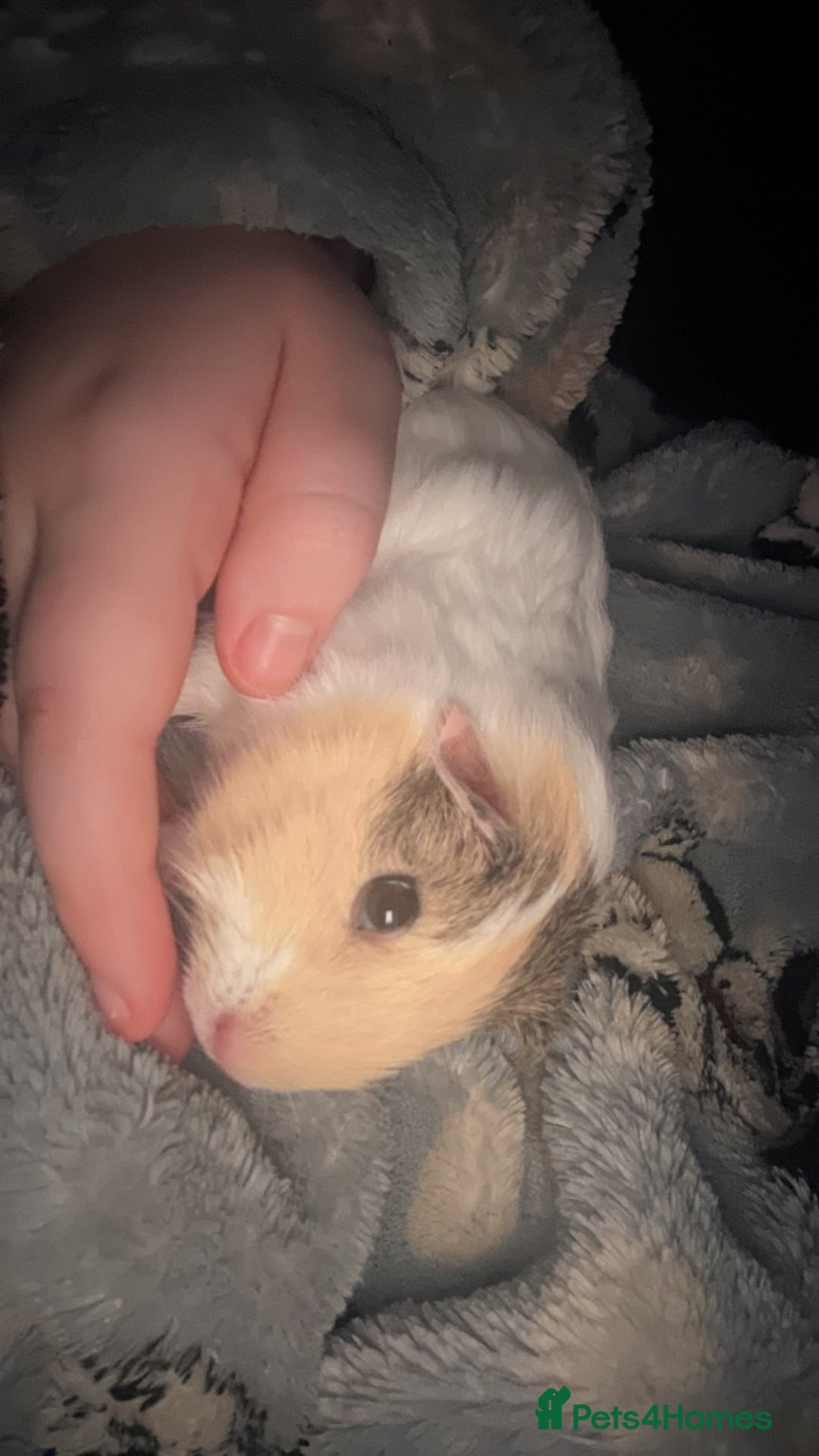 Guinea Pig rodents for sale: Two female Guiana pigs  - Advert 2