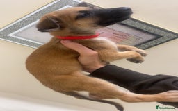 Belgian Shepherd Dog dogs for sale: Belgian Malinois Puppies - Image 7