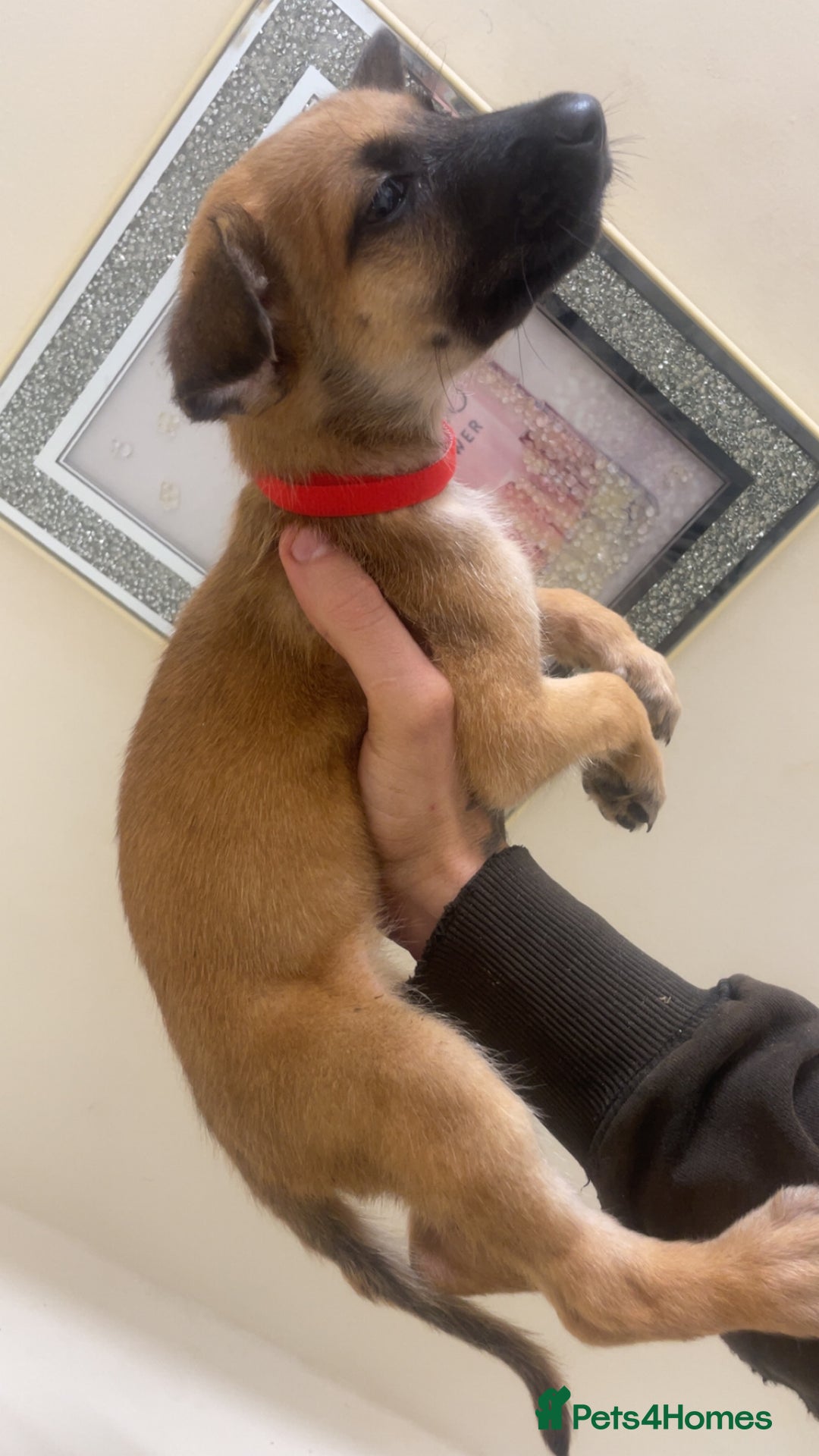 Belgian Shepherd Dog dogs for sale: Belgian Malinois Puppies - Image 7