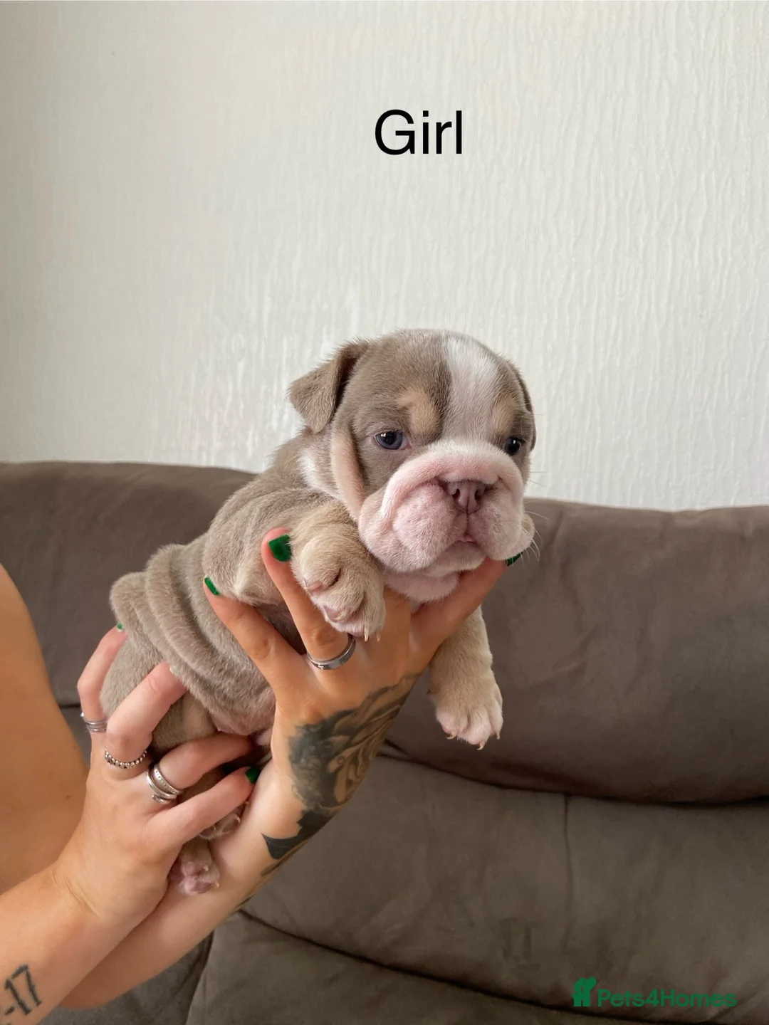 English Bulldog dogs for sale: KC registered English bulldog puppies  - Advert 12