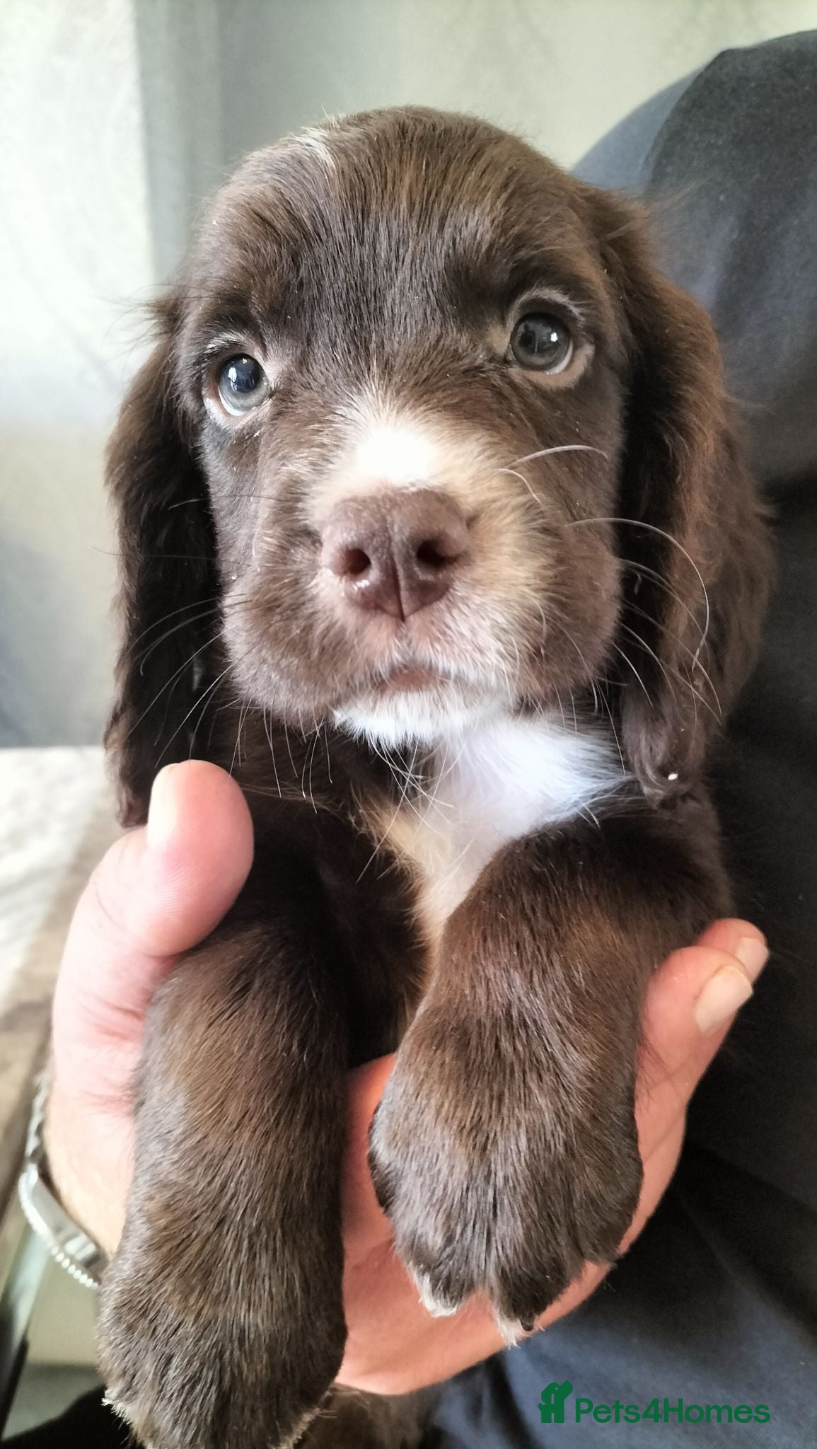 Sprocker dogs Sprocker pups - Advert 1
