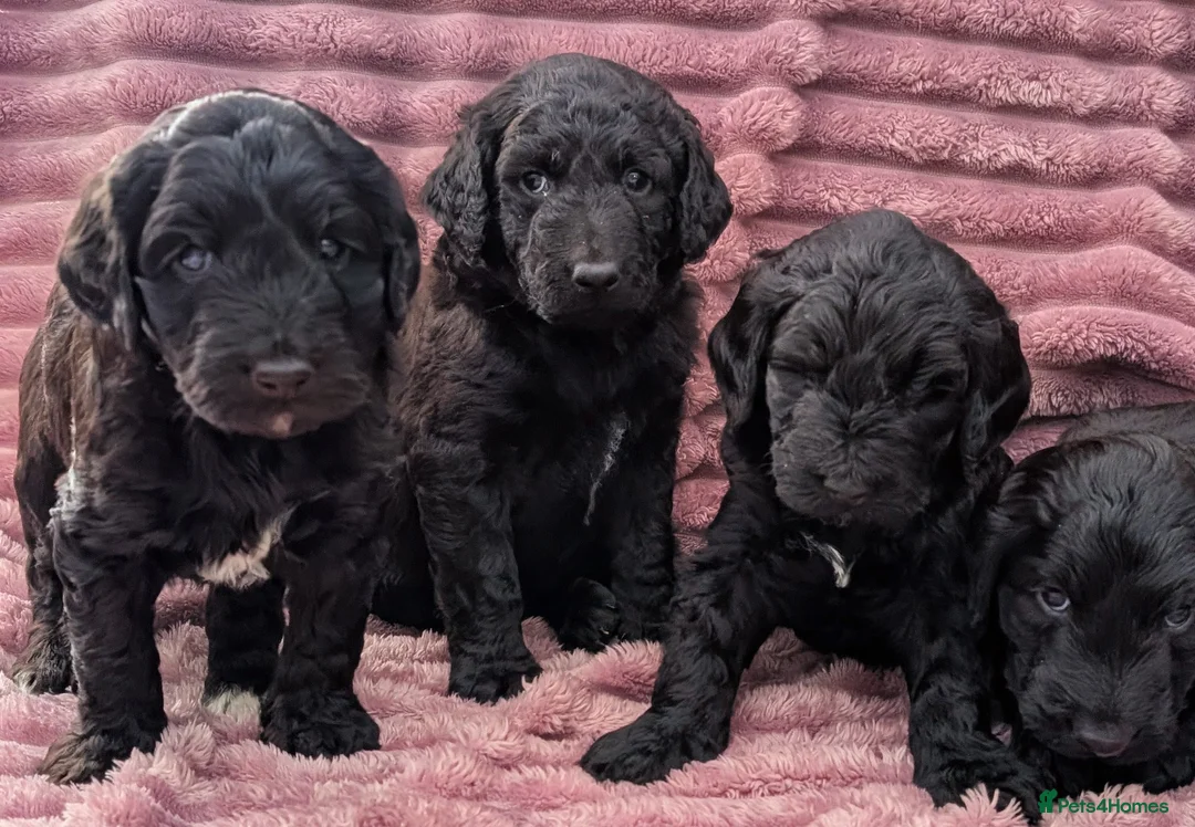 Labradoodle dogs for sale: 🐾 Labradoodle Puppies 🐾 - Advert 12