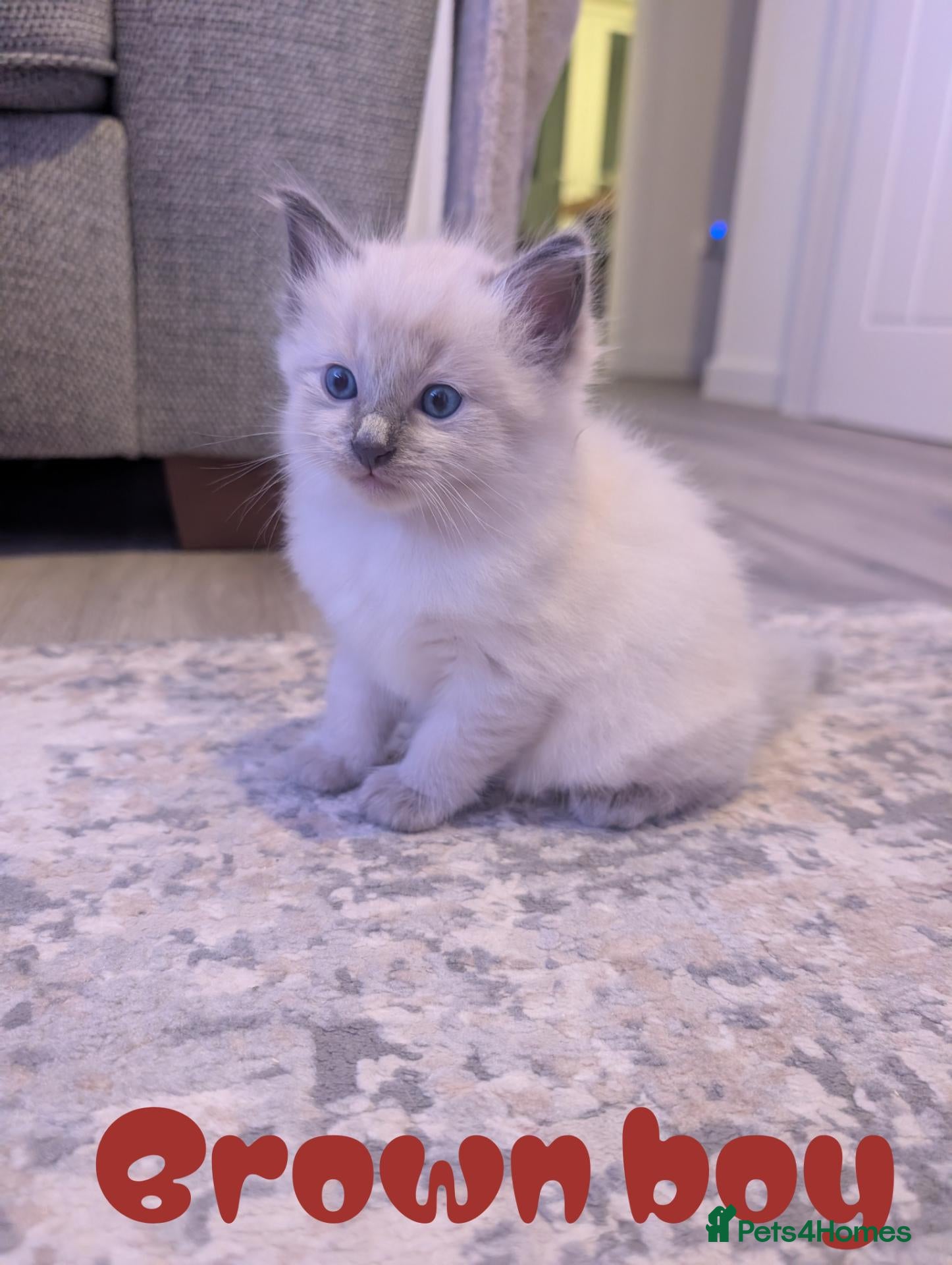 Ragdoll cats ✨🐾 STUNNING BLUE POINT RAGDOLL KITTENS – £600 🐾✨ - Advert 1