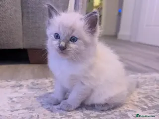 Ragdoll cats ✨🐾 STUNNING BLUE POINT RAGDOLL KITTENS – £600 🐾✨ - Advert 1