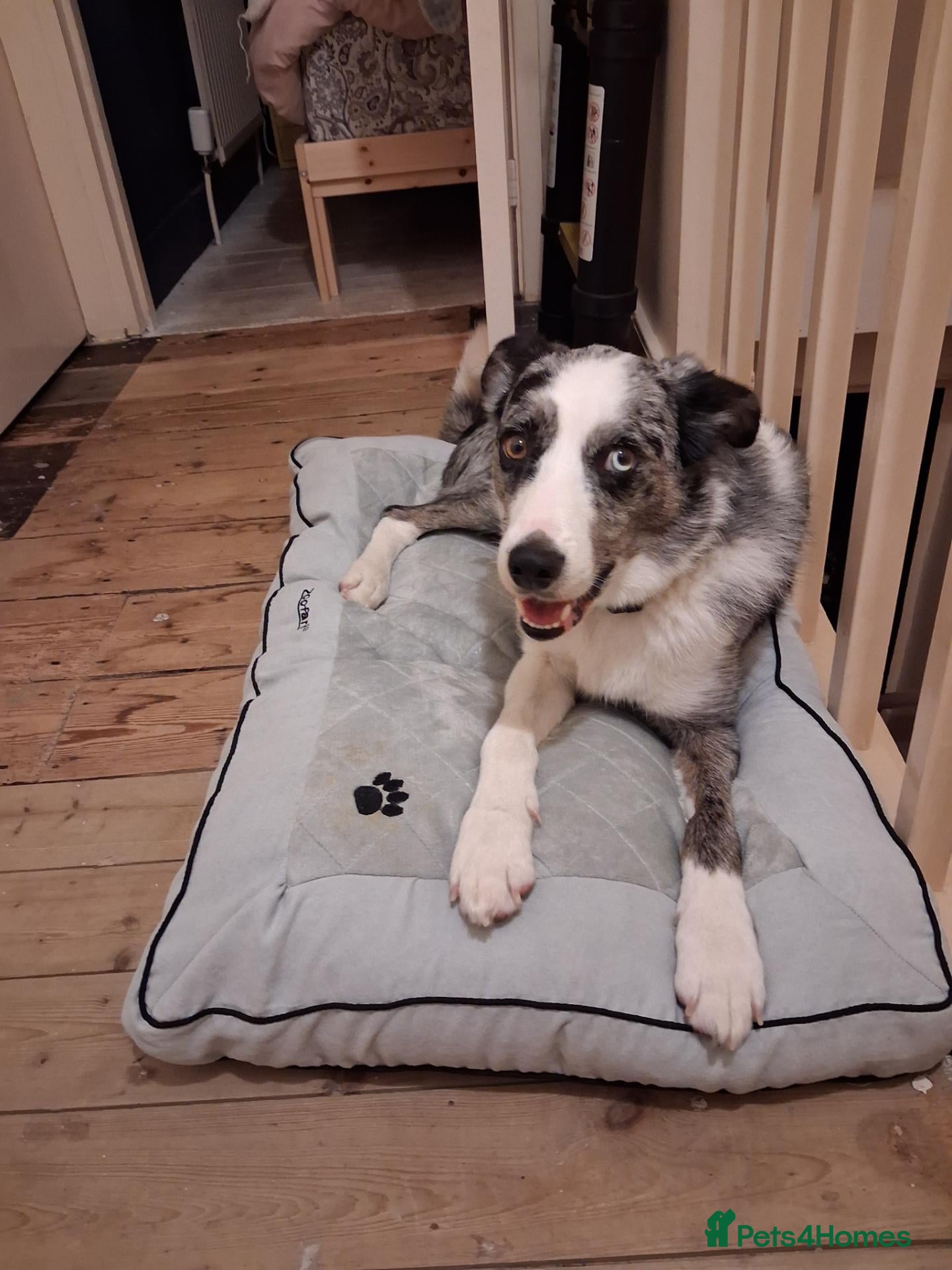 Border Collie dogs Alfie - Advert 1