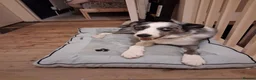 Border Collie dogs for sale: Alfie - Advert 1